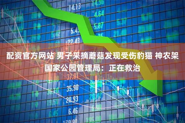 配资官方网站 男子采摘蘑菇发现受伤豹猫 神农架国家公园管理局：正在救治